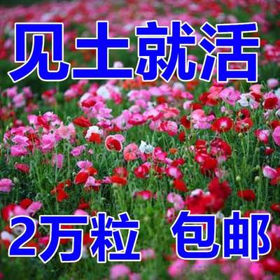 虞美人花种混色冰岛虞美人种子阳台庭院花种籽子四季播种见土就活