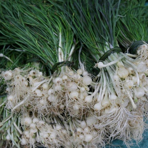 小根蒜种子野韭葱野葱野蒜籽种薤白蔬菜种籽山蒜阳台大蒜种子