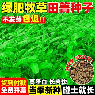 田箐种子碱菁涝豆耐涝田青盐碱土壤改良牧草草籽果园固氮种籽绿肥
