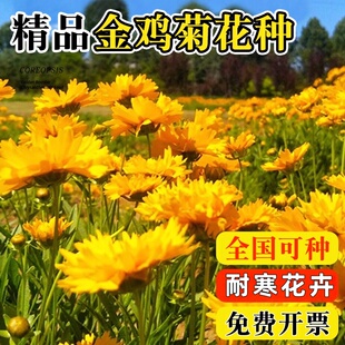 大花金鸡菊种子多年生金钱菊花籽盆栽四季易活景观绿化花卉种籽孑