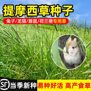 提摩西草籽兔子可食用猫尾草仓鼠荷兰猪龙猫优质多年生牧草种子孑