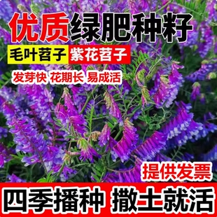光叶紫花苕种毛苕子种牧草籽果园绿肥种籽长柔毛箭舌野豌豆草种子