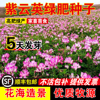 紫云英绿肥种子花草食用野菜养蜂蜜源固氮果园绿肥高产牧草种子