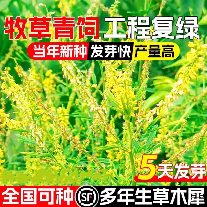 草木樨种子 草木犀 蜜源植物 黄花草 牧草型 绿肥 耐寒耐贫瘠草籽