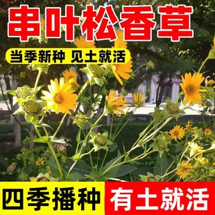 高产串叶松香草籽牧草种子牲畜猪牛羊鸡鸭鹅鱼食用松香草种子