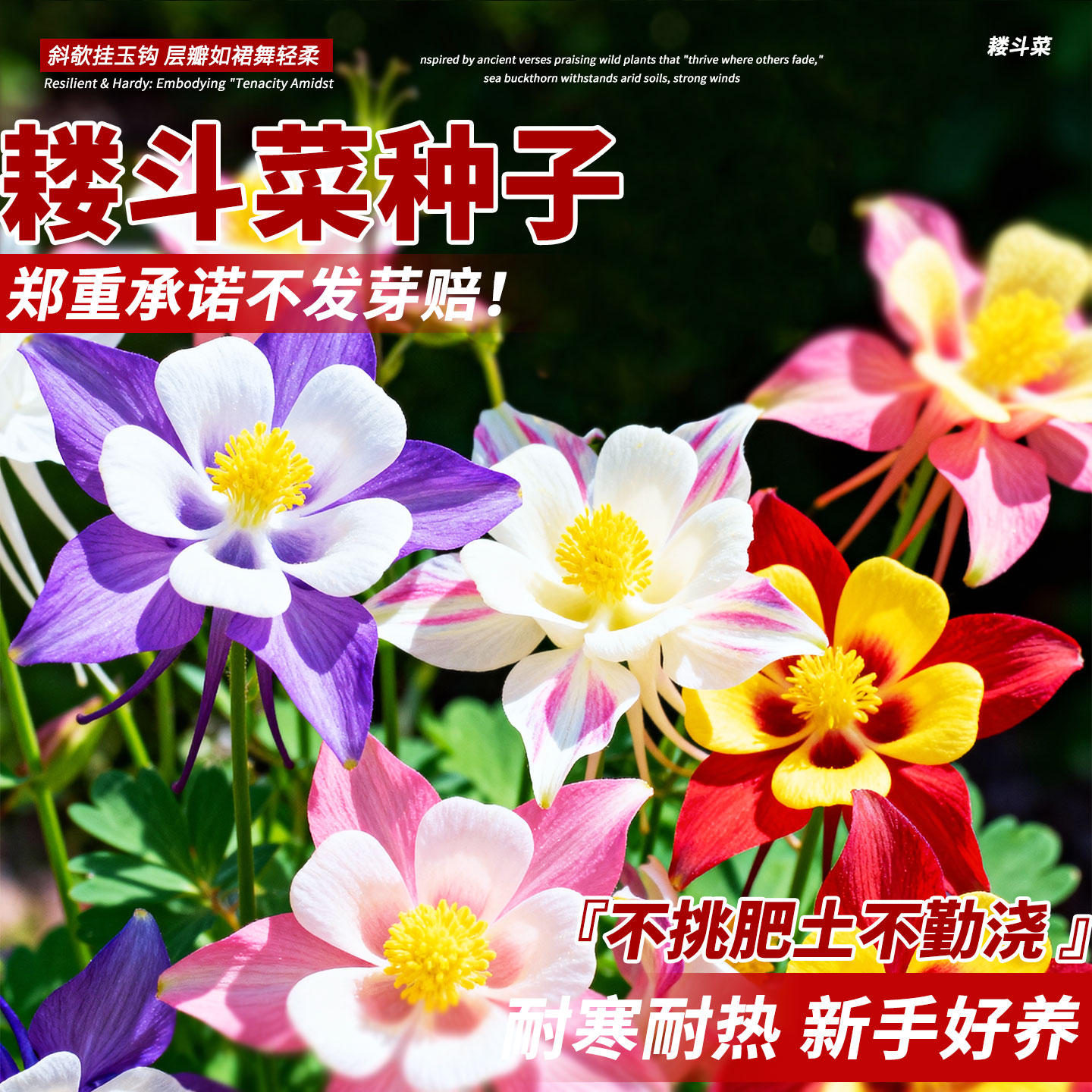 耧斗菜种子猫爪花血见愁耐寒大花重瓣漏斗花籽复瓣多年生庭院盆栽