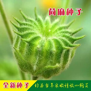 苘麻种子 野苎麻 线麻冬葵种孑小苘子 线麻冬葵种孑小苘子