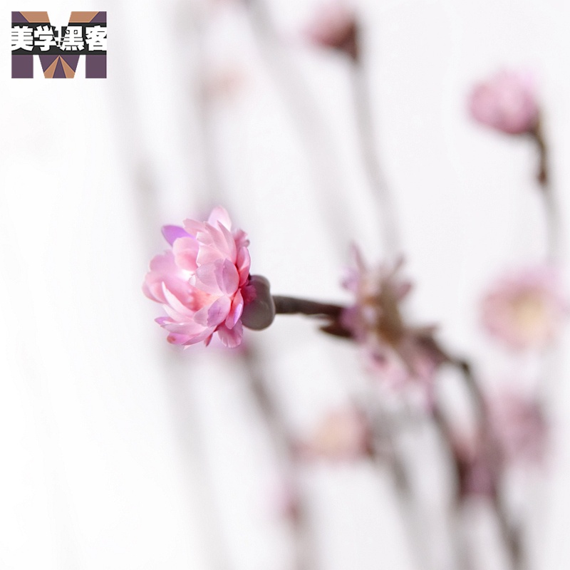 干支梅花真花插花瓶假梅花干花枝干枝装饰枯小树枝