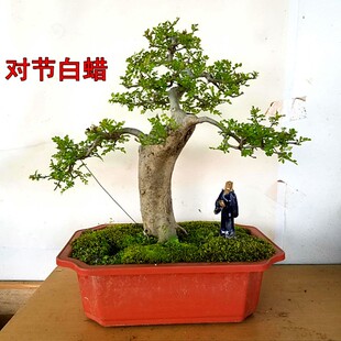 盆景素材湖北京山原产地销售观小叶阳台植物 对节白蜡老桩树桩