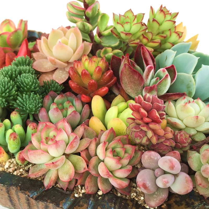 大颗多肉植物含盆带土不重复超大按斤卖1斤新手肉嘟嘟组合套餐