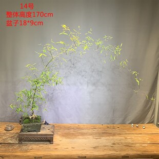 文人小叶簕竹阳台室内外桌面勒竹熟树桩绿植庭院花园盆景茶馆盆栽