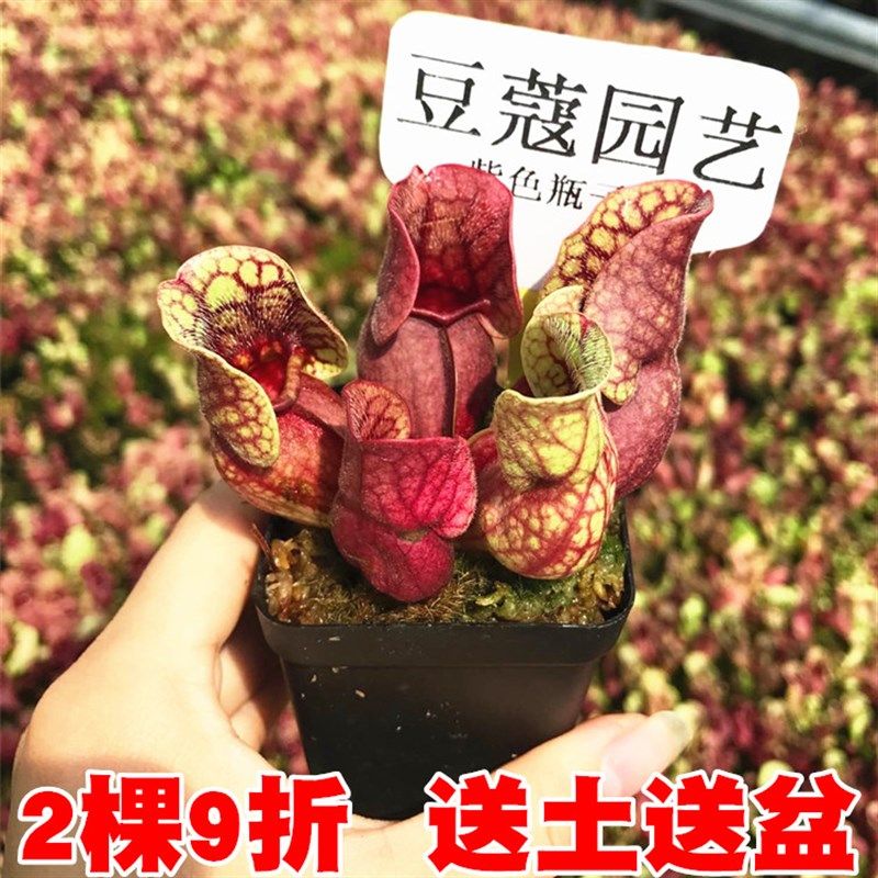 紫色瓶子草 食虫植物-食虫草猪笼草瓶子捕蝇草桌面绿植盆栽 包邮图片