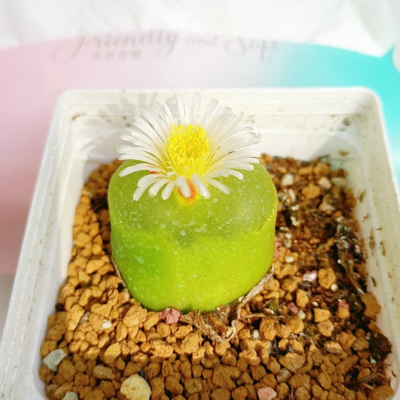 毛汉尼多肉植物 生石花 屁股花 番杏肉锥花肉肉植物 PP花室内盆栽