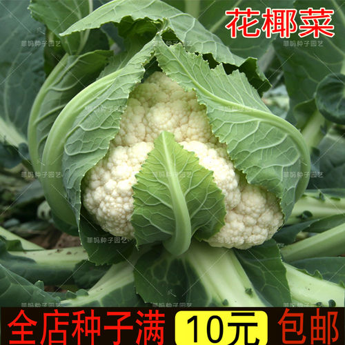 白花菜种子价格 白花菜种子图片 星期三