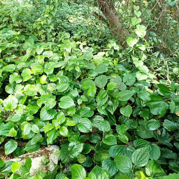 假娄叶新鲜哈喽叶蛤篓叶瓜蒌叶广西捞叶蛤蒌叶哈篓叶包糉子葛蒌叶