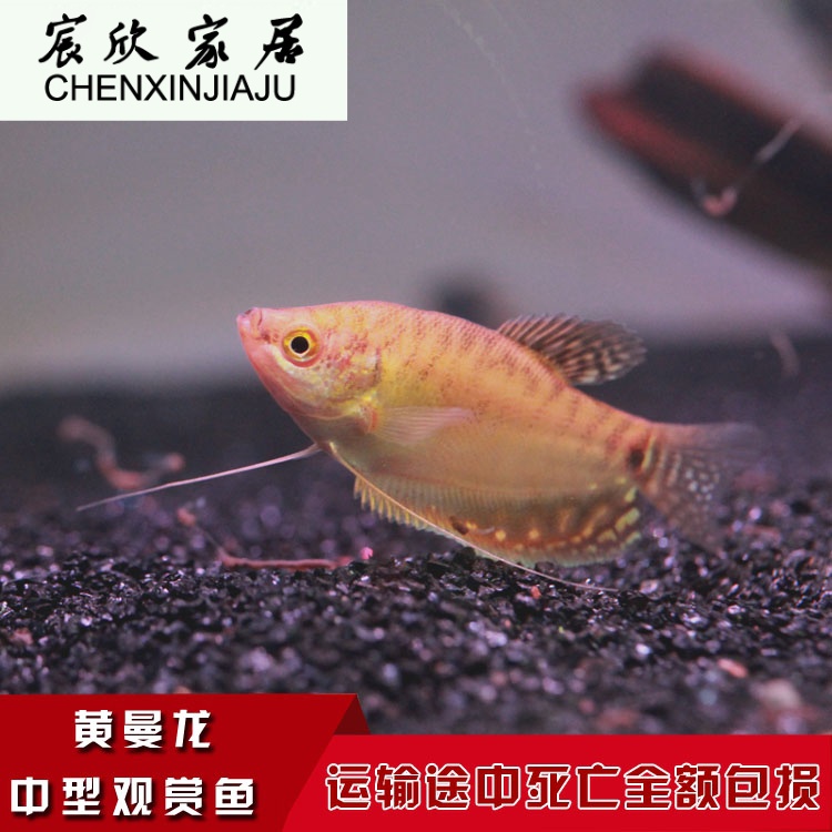 蓝黄曼龙鱼观赏鱼活体热带小型鱼红丽丽鱼珍珠马甲鱼.