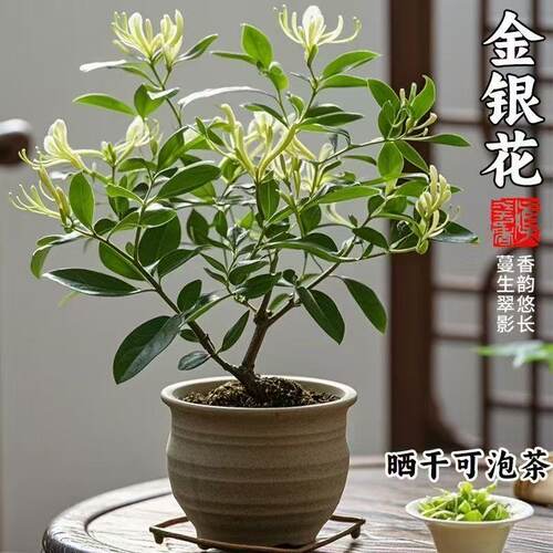 金银花盆栽带花苞净化空气