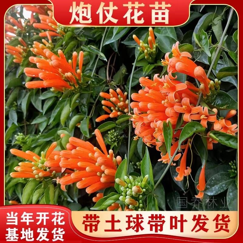 爬藤植物炮仗花苗盆栽四季常绿