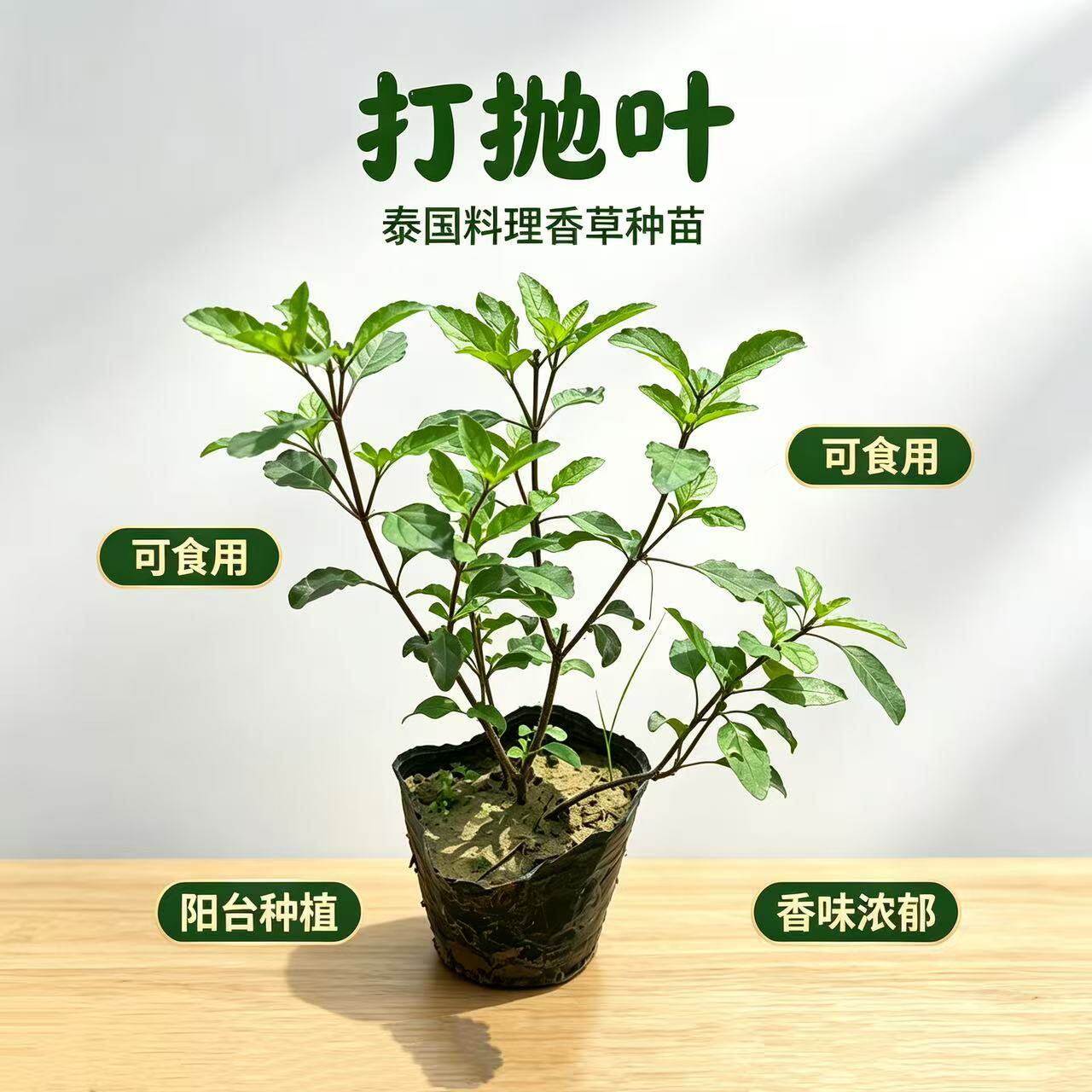圣罗勒盆栽泰式打抛叶可食用香柳越南香菜调味室内外阳台庭院耐热