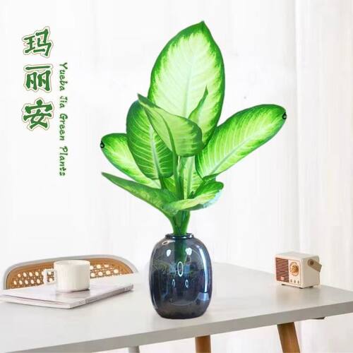 随植悦水培玛丽安耐阴好养桌面