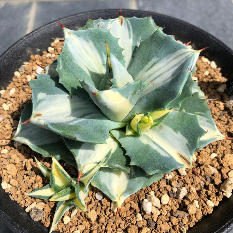 王妃雷神白中斑 龙舌兰科沙生阳台景观防辐射多肉植物