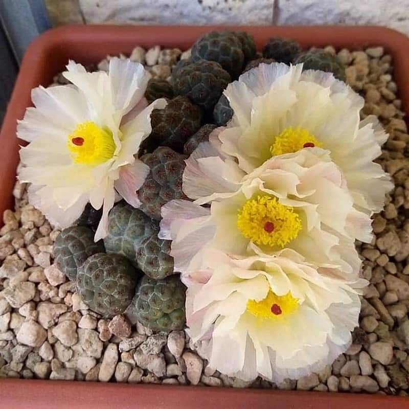 足球团扇仙人球 团扇属群生稀有品种多肉植物