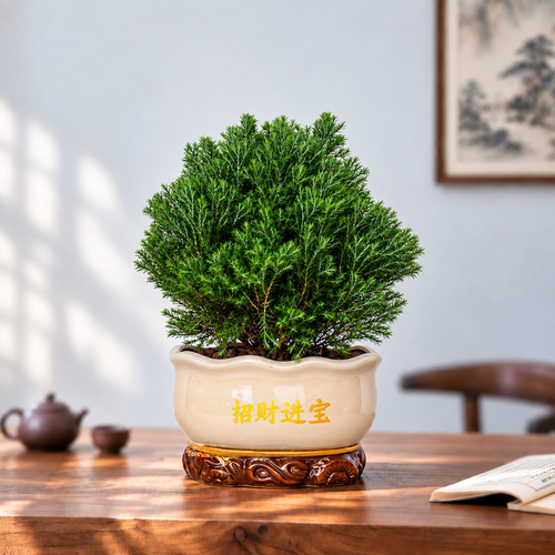 雾凇盆栽室内客厅绿植开业乔迁前台装饰摆件办公桌面软装植物盆景
