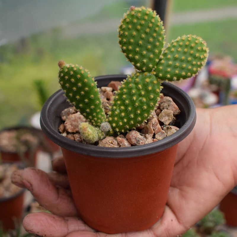 黄毛掌仙人球实生红毛仙人掌多肉植物开花电脑桌面防辐射小盆栽