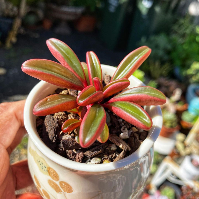 红背椒草 办公室桌面盆栽多肉植物花卉 群生小老桩红色肉肉特价