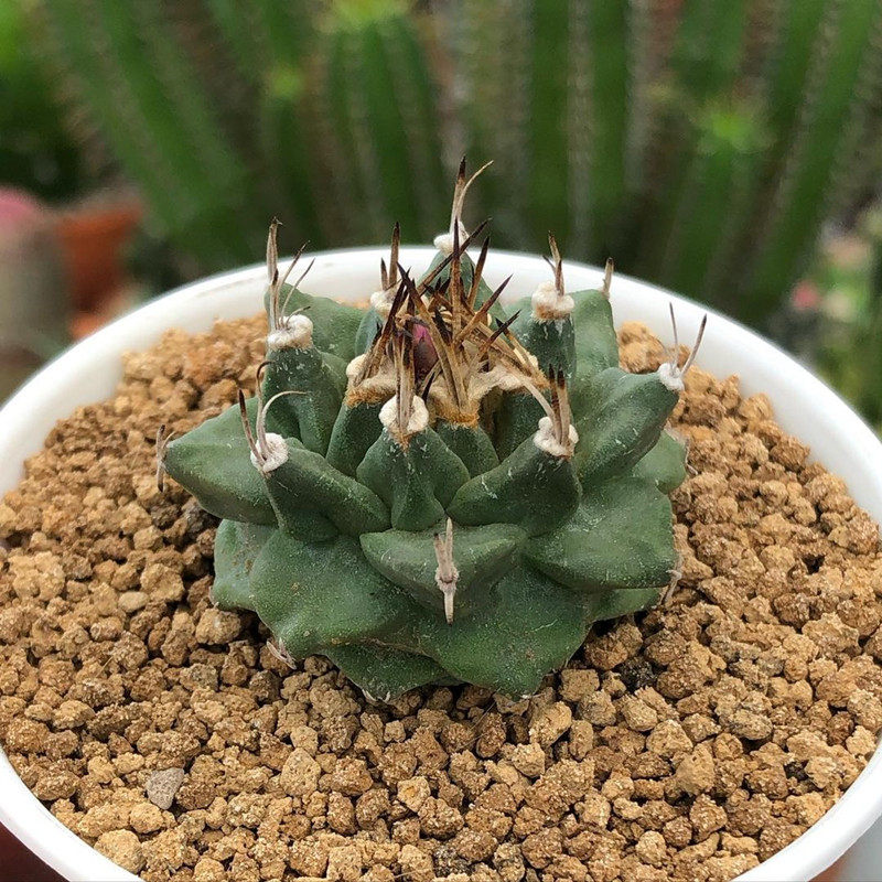 红花赤花姣丽仙人球实生娇丽属仙人掌类多肉植物室内盆栽精品稀有