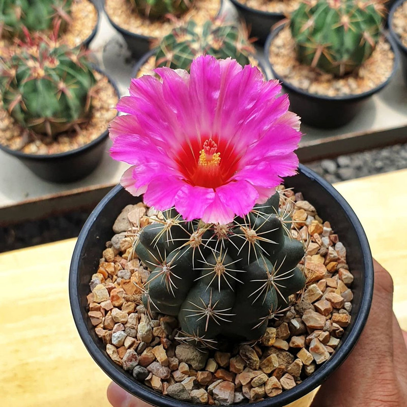 开花仙人掌办公室小盆栽多肉植物