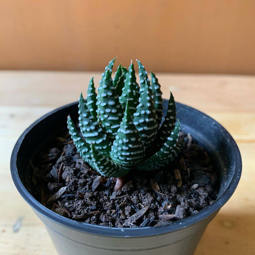 鹰爪 硬叶十二卷多肉植物 新手组合配盆办公室桌面绿植花卉小盆栽