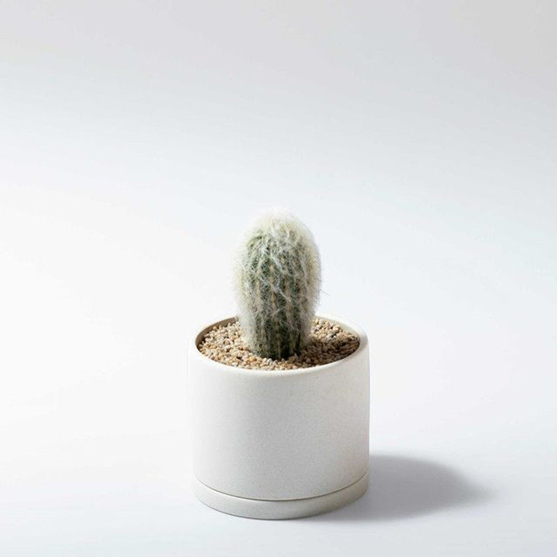 老乐柱仙人球 创意多肉植物小盆栽 白毛球绒仙人柱 桌面绿植