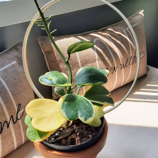 心叶球兰锦 绿叶内锦外锦银斑情人球兰室内多肉组合盆栽