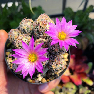 紫王子仙人球开花室内花卉仙人掌类多肉植物盆栽松球属稀有品种