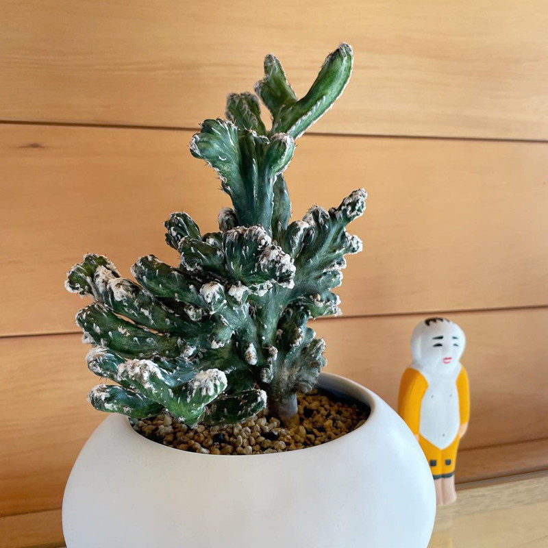 残雪大戟科稀有趣味缀化雪白仙人掌仙人柱办公室桌面防辐射小盆栽