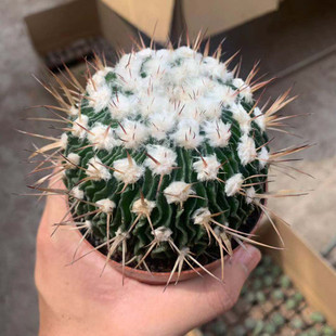 雪顶多棱玉仙人球 大颗开花千波万浪嫁接室内桌面防辐射小盆栽