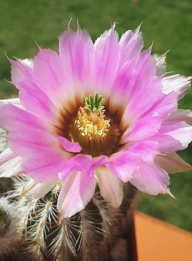 花杯虾Echinocereus baileyi 鹿角柱属开花仙人球多肉
