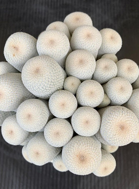 小人帽Epithelantha bokei一物一拍 稀有月世界属仙人球