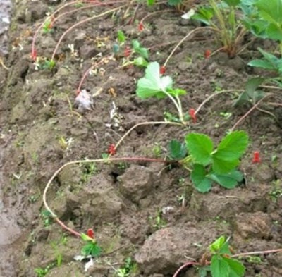 速发cigaad fixig deve  seedlig rsi cig  d