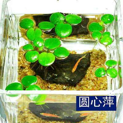 水族圆心萍苹果萍水培水草紫背浮萍鱼缸龟缸净化水质微造景观绿植