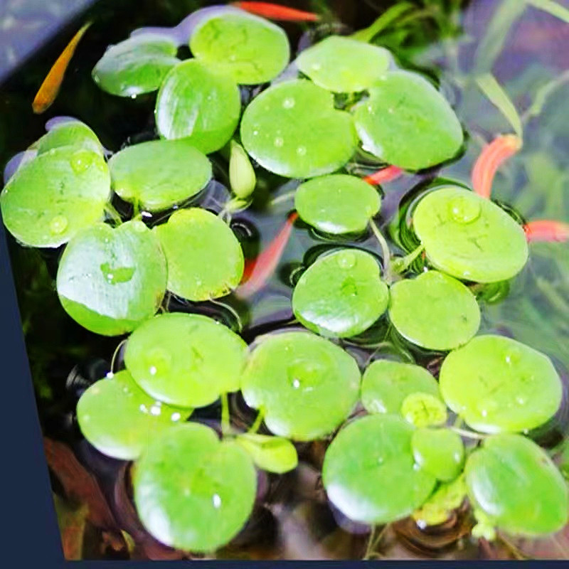 浮萍水草集合水芙蓉肚兜萍槐叶萍圆心萍芝麻红毛丹萍珊瑚浮萍no3