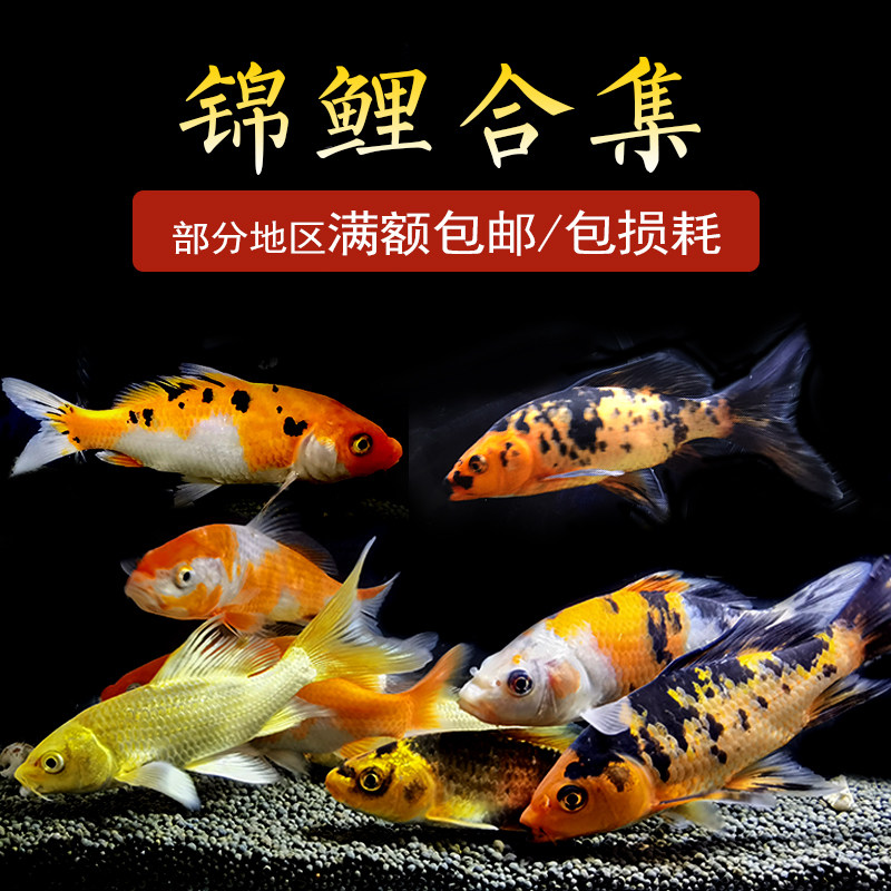 冷水鱼活体鱼淡水鱼观赏鱼锦鲤鱼活体黄锦鲤黑锦鲤红白三色锦鲤
