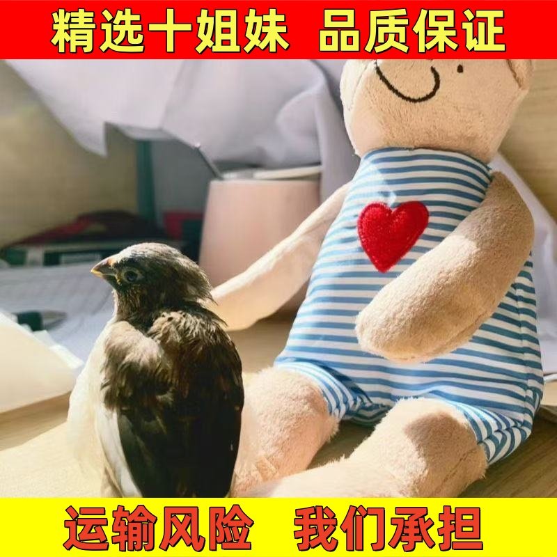 黑白花和驼白花有蛋能孵化可爱鸟
