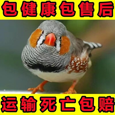 灰珍珠鸟白文鸟灰文鸟锦r花鸟笼养散养鸟观赏宠物鸟活手养珍珠一
