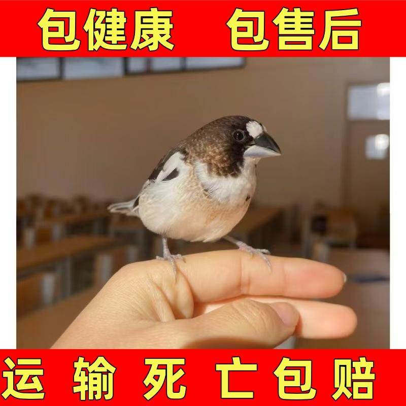 十姐妹黑白花和驼白花保姆鸟可爱鸟宠物鸟送粮食可锻炼手养观赏鸟