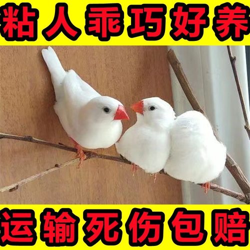 灰珍珠鸟白文鸟灰文鸟锦花鸟笼养散养鸟观赏宠物鸟活手养珍珠一对