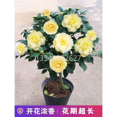 正黄旗茶花盆栽带花苞树苗 浓香花卉 庭院室外四季山茶花观花植物