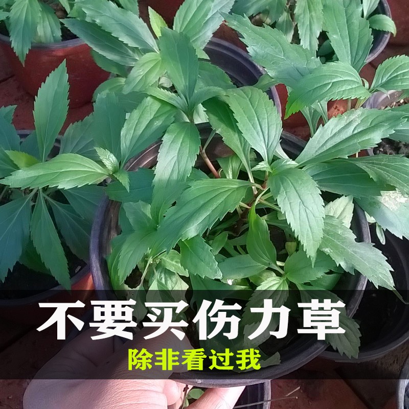 伤力草茶商力草茶叶缓解疲劳