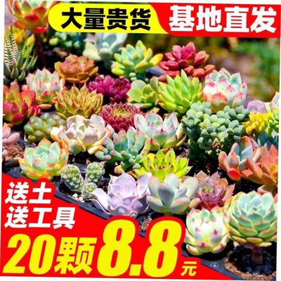 Green Flocking Artificial Succulents Plants Home Garden Deco
